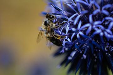 Im Herzen der Blüte
