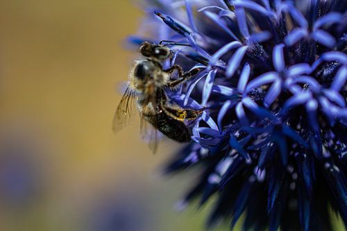 In the heart of the blossom