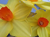 Narcis 2