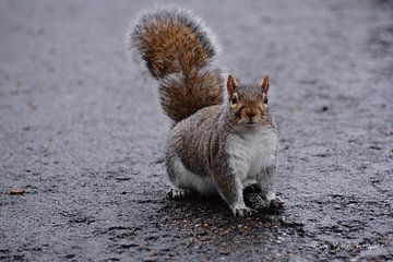 Squirrel in Hyde Park London. sur Mitchell Van Meenen