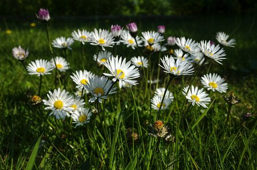 Daisies, daisies