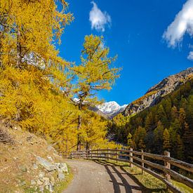 Pfossetal, Val di Fosse, larches, Schnalstalstal, South Tyrol - Alto Adige, Italy, , by Rene van der Meer