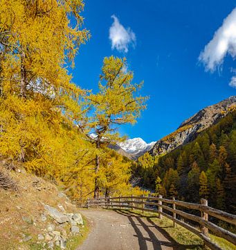 Pfossetal, Val di Fosse, lariksen, Schnalstal, Zuid-Tirol - Alto Adige, Italië, , van Rene van der Meer
