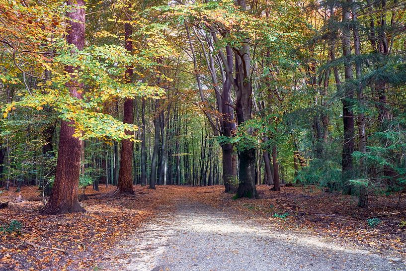 Herbst im Speulder Wald von eric van der eijk