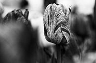 Tulip in Black & White - 2017 van Timmy Bouwmann thumbnail