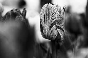 Tulip in Black & White - 2017 van Timmy Bouwmann