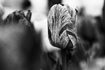 Tulip in Black & White - 2017 van Timmy Bouwmann