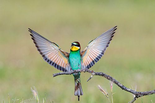 Bijeneter (Merops apiaster)