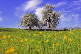 Tree blossoms in spring by Patrick Lohmüller