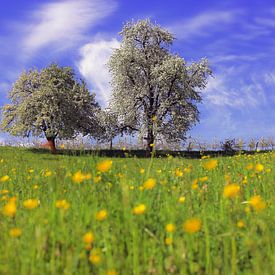 Baumblüte im Frühling von Patrick Lohmüller