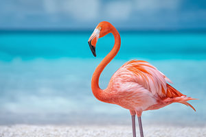 Exotische Eleganz: Flamingo im seichten Küstenwasser