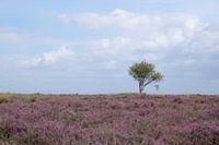 Zomers heideveld met een enkele boom