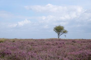 Zomers heideveld met een enkele boom