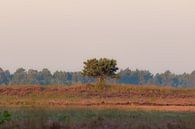 Einsamer Baum auf der Heide von Tania Perneel Miniaturansicht