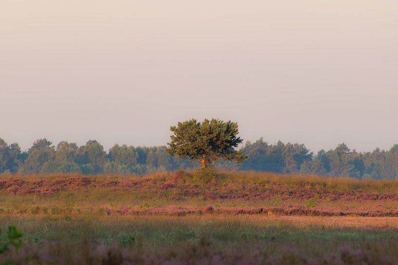 Einsamer Baum auf der Heide von Tania Perneel