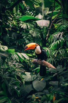 Toekan in het jungleparadijs van Poster Art Shop