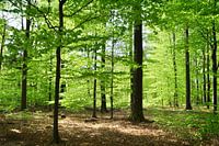 Spring in the forest