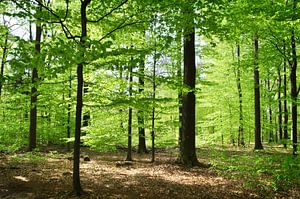 Le printemps dans la forêt