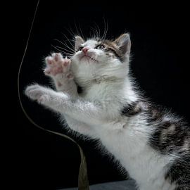 Sorgen Sie dafür, dass die Katze mit einem Band spielt