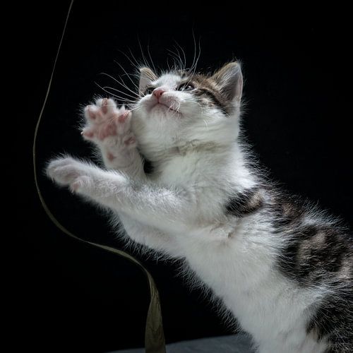 Sorgen Sie dafür, dass die Katze mit einem Band spielt