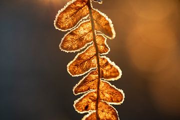Frosted fern at sunset in winter by Nanda Bussers