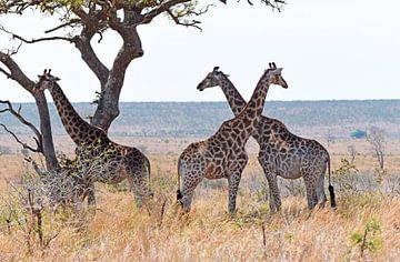 Girafe dans la savane du parc national Kruger. sur Rini Kools
