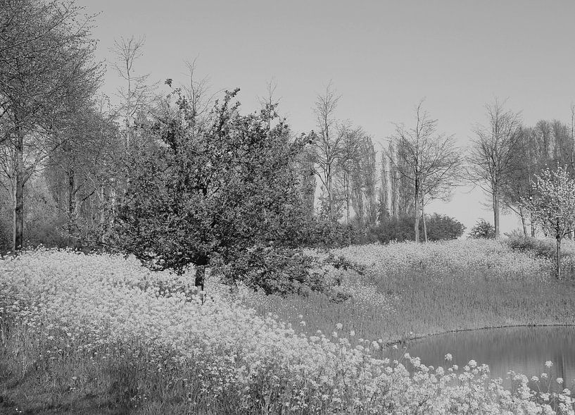 Colza le long de l'eau en noir et blanc. par Jose Lok