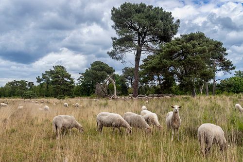 Schapen op de Strijbeekse heide in de lente met mooie wolkenpartij.