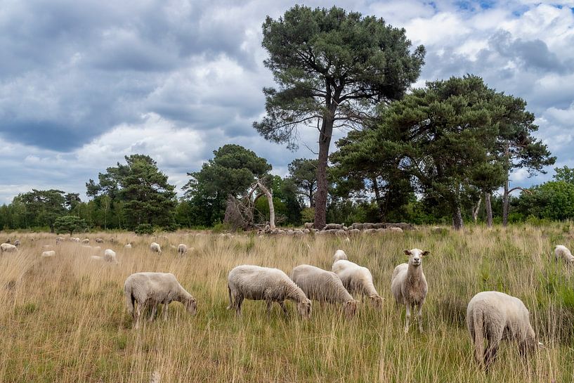 Schafe auf der Strijbeekse Heide im Frühling mit schönen Wolken. von Henk Van Nunen Fotografie