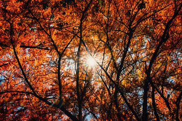 Soleil à travers des feuilles d'automne rouges et colorées sur un arbre sur Andreea Eva Herczegh