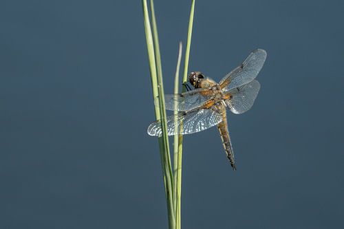 Libelle