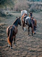 Horses in Schiedam (AI image)