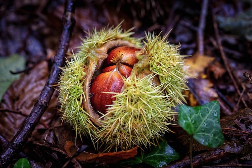 Chestnut by Rob Boon