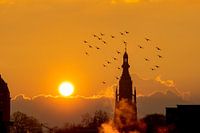 The Birds