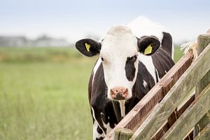 Vache dans un pré près d'une clôture sur Esther Rollema Fotografie