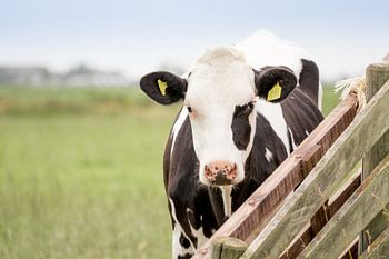 Kuh auf der Wiese am Zaun