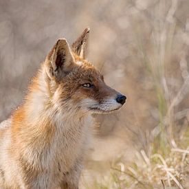 Vos In De Duinen van Ingrid Leegte