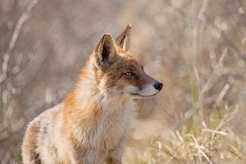Red Fox In The Dunes