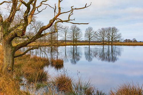 Moddergat in Nationaal Park Dwingelderveld