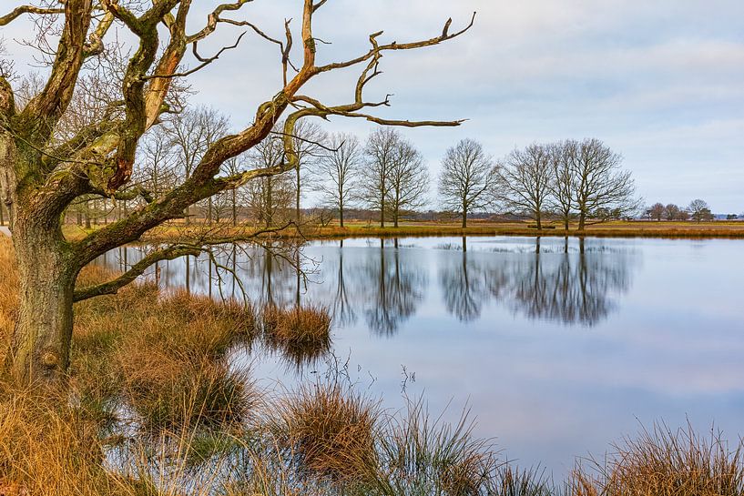 Moddergat in National Park Dwingelderveld by Henk Meijer Photography