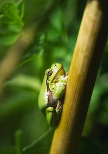 Hallo Kermit!