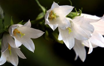 Een close-up foto van witte bloemen van Studio Mirabelle