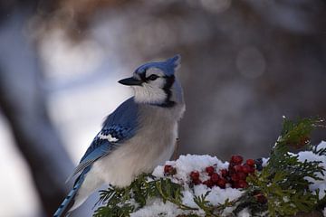 Een blauwe gaai bij de tuinvoeder van Claude Laprise