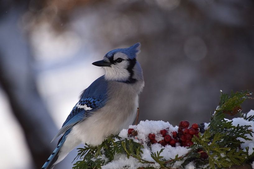 A blue jay at the garden feeder by Claude Laprise