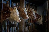 Cows in old barn by Albert Brunsting thumbnail