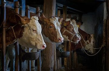 Vaches dans une vieille grange sur Albert Brunsting