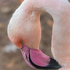 Flamingo in zarten Pastelltönen von Triki Photography