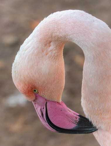Flamingo in zarten Pastelltönen von Triki Photography
