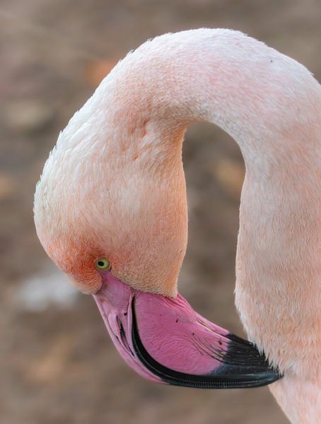 Flamant dans des tons pastel par Triki Photography