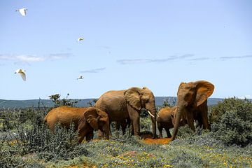 Un troupeau d'éléphants prend m9ddervad alors que des aigrettes bovines s'envolent dans le parc national des éléphants d'Addo.